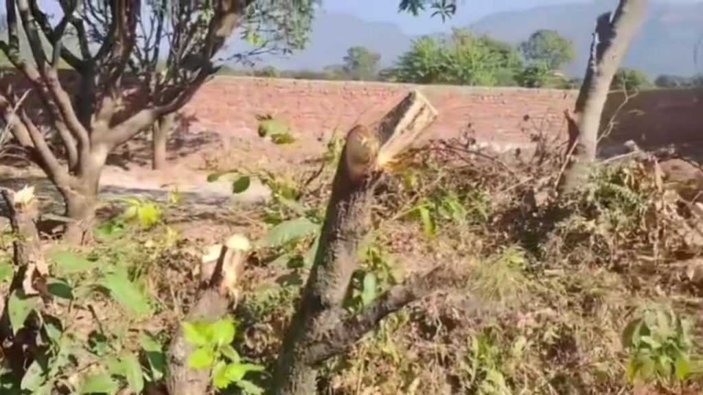 Dehradun: डोईवाला में भू-माफियाओं का आतंक, अवैध प्लाटिंग के लिए आम के पेड़ों पर चलाई आरियां