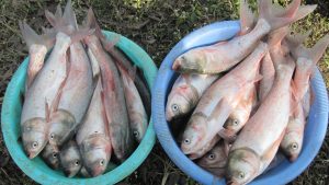 IISWC showcases Innovative Fisheries Technologies at Cooperative Trade Fair