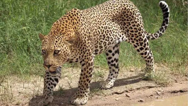 Leopard Attack: नैनीताल में गुलदार ने महिला की मौत, ग्रामीणों में दहशत