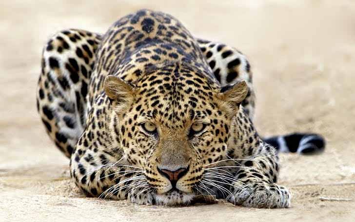 Man killed by leopard in Pauri district, enraged villagers hold forest official hostage