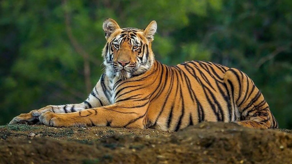 Ramnagar News: जंगलों में कितने हैं बाघ? अब इस नए फार्मूले से होगी राष्ट्रीय गणना