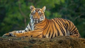 Ramnagar News: जंगलों में कितने हैं बाघ? अब इस नए फार्मूले से होगी राष्ट्रीय गणना