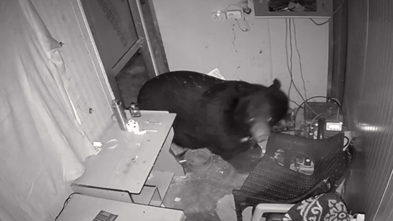 Rudraprayag News: केदारनाथ यात्रा मार्ग पर भालू का कहर, पहाड़ी गांवों में दहशत का साया