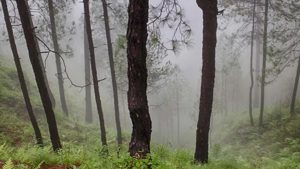 उत्तरकाशी के बाद अब बागेश्वर में भी पेड़ों का सामूहिक