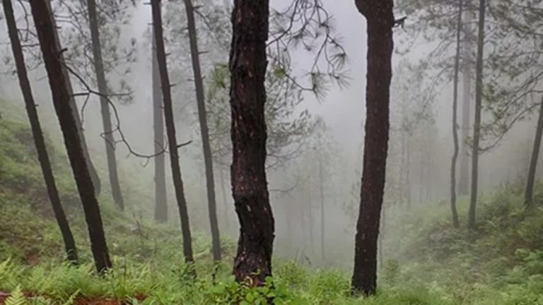 उत्तरकाशी के बाद अब बागेश्वर में भी पेड़ों का सामूहिक