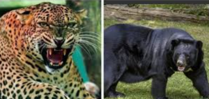 उत्तराखंड में जंगली जानवरों का बढ़ता खतरा, स्कूली बच्चों की