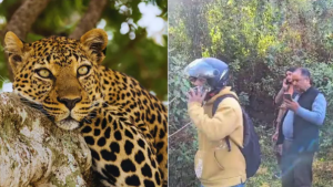 उत्तराखंड में तेंदुए का जबरदस्त खौफ, बच्चों के स्कूल बंद,