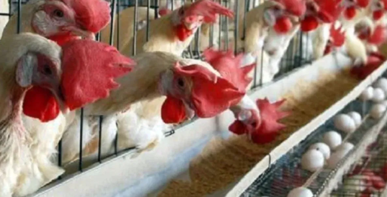 उत्तराखंड में मंगलवार को नहीं बिकेगा नॉन-वेज, नियम नहीं मानने