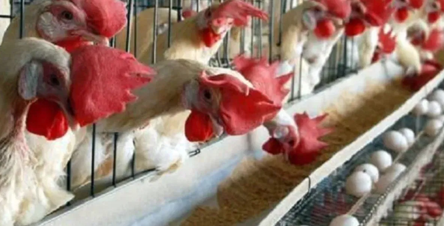 उत्तराखंड में मंगलवार को नहीं बिकेगा नॉन-वेज, नियम नहीं मानने