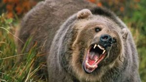 केदारघाटी में जंगली भालू का आतंक, 55 वर्षीय व्यक्ति पर किया हमला; पूरे इलाके में खौफ