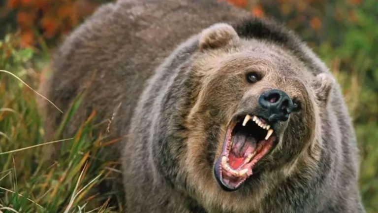 केदारघाटी में जंगली भालू का आतंक, 55 वर्षीय व्यक्ति पर किया हमला; पूरे इलाके में खौफ