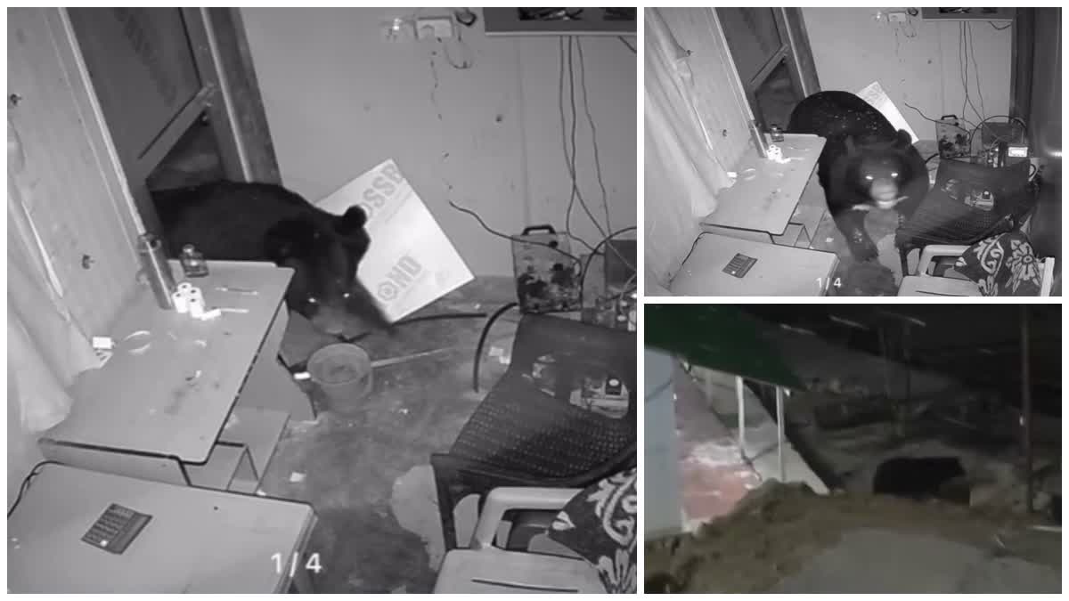 केदारनाथ पैदल मार्ग पर भालुओं की बढ़ती सक्रियता: लिंचोली में