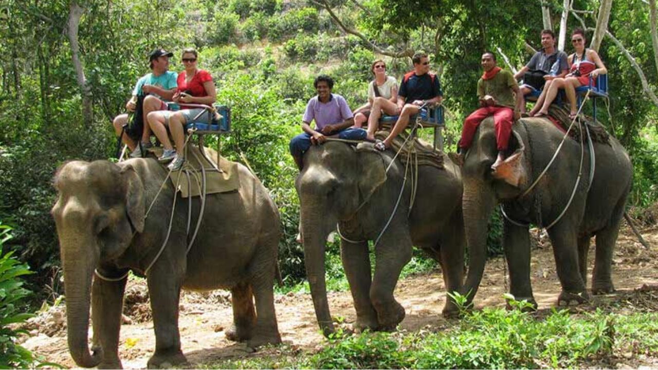 दिल की धड़कन बढ़ाने लौटी जंगल की सवारी, कॉर्बेट टाइगर रिजर्व में 6 साल बाद फिर शुरू हुई हाथी सफारी