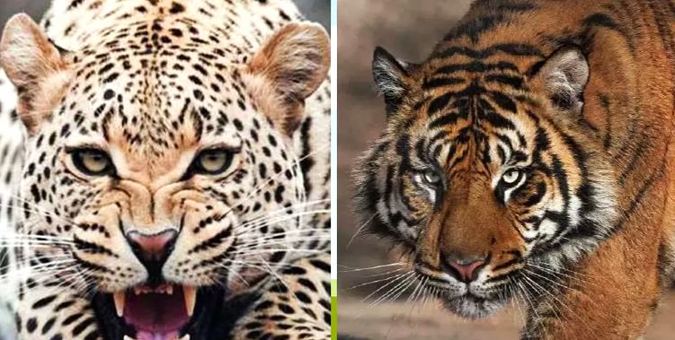 पौड़ी गढ़वाल में बाघ और गुलदार के हमले बढ़े, दो