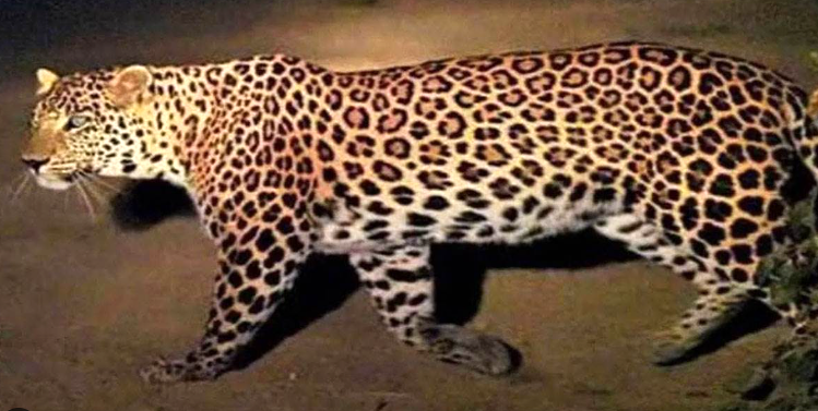 पौड़ी में तेंदुए का भीषण हमला, 45 वर्षीय व्यक्ति की