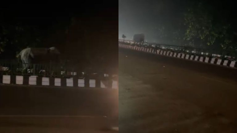 बीच सड़क पर हाथी की सैर, जॉली ग्रांट-ऋषिकेश मार्ग पर अचानक लोगों ने क्यों रोकी गाड़ियां?