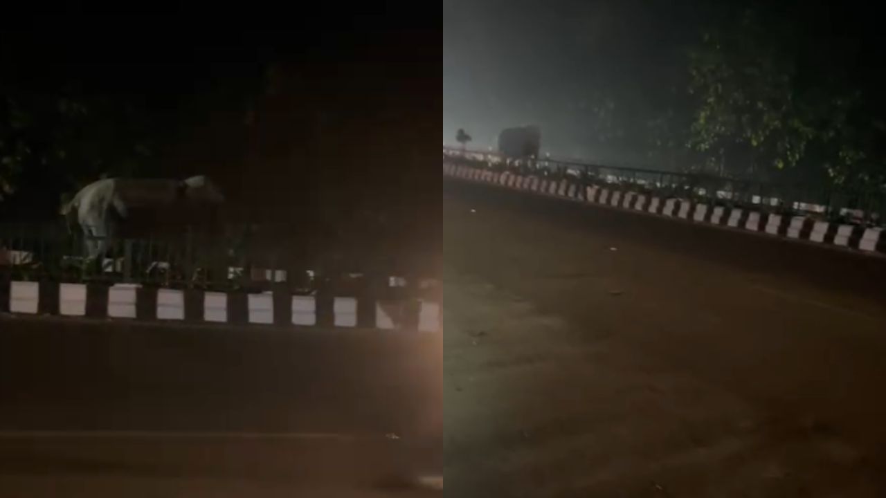 बीच सड़क पर हाथी की सैर, जॉली ग्रांट-ऋषिकेश मार्ग पर अचानक लोगों ने क्यों रोकी गाड़ियां?