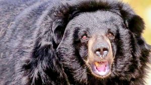 भालू के हमले पर अब 10 लाख की मदद का