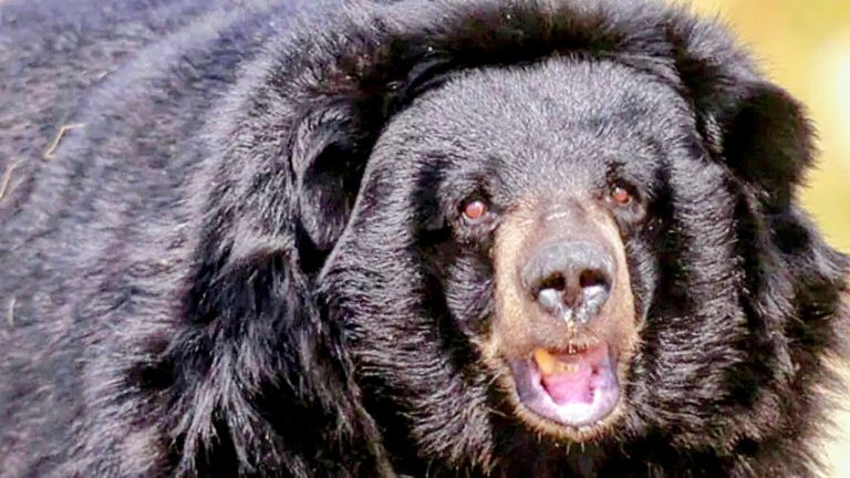 भालू के हमले पर अब 10 लाख की मदद का