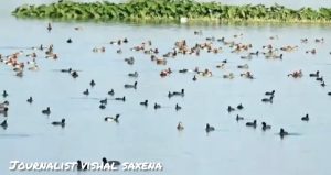 मेहमान परिंदों के कलरव से गूंजा गूलरभोज बौर जलाशय और