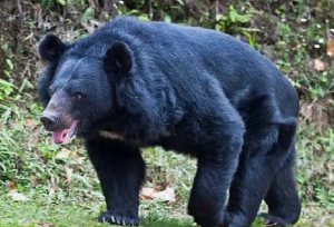 स्कूल में घुसा भालू, छात्र को उठाया; शिक्षकों की सूझबूझ