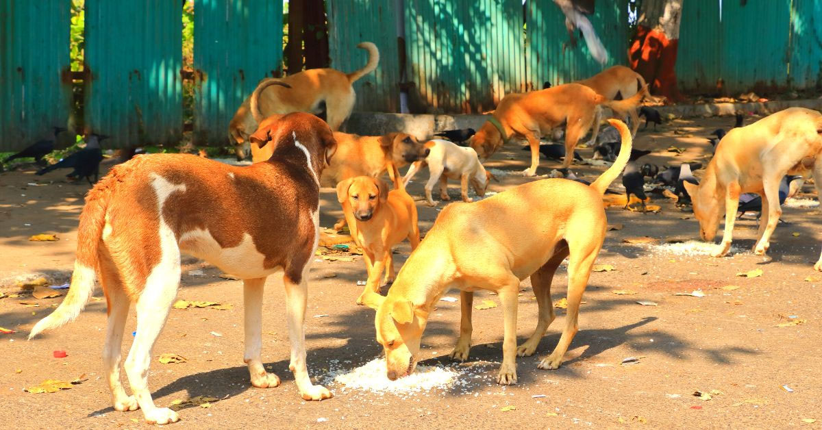 Animal lovers to protest at Bindal Pul in Doon today against SC verdict on stray dogs