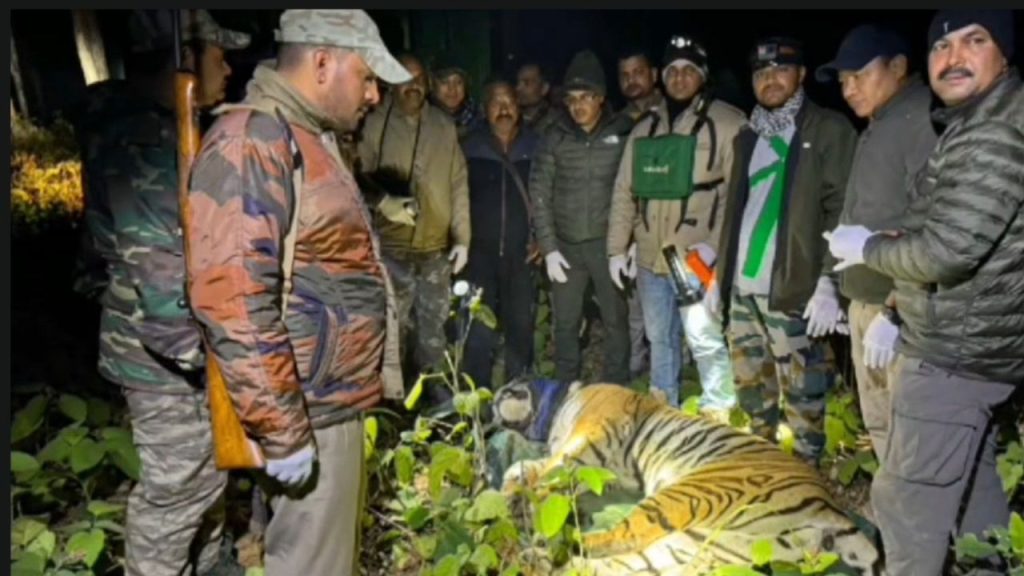 Nainital: रामनगर में महिला को मौत के घाट उतारने वाला बाघ ऐसे हुआ ट्रेंकुलाइज, क्षेत्र में राहत