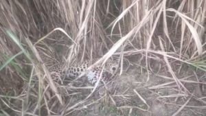 Ramnagar News: वन विभाग ने शुरू की सघन तलाशी, जानिए कैसे सामने आया 5 वर्षीय गुलदार का शव