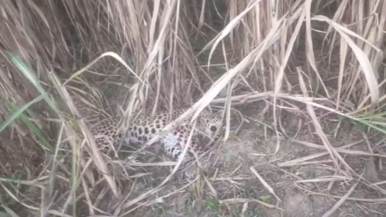 Ramnagar News: वन विभाग ने शुरू की सघन तलाशी, जानिए कैसे सामने आया 5 वर्षीय गुलदार का शव