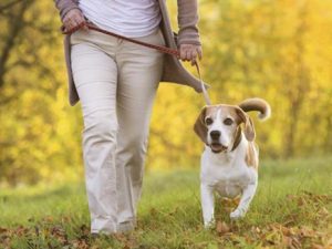 अब कुत्ता पालना है तो जिम्मेदारी से पालो, वरना भारी