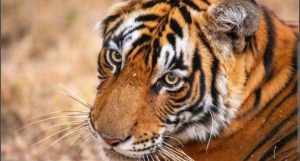 उत्तराखंड में बढ़ा मानव-वन्यजीव संघर्ष,भालू के बाद बाघ के हमले