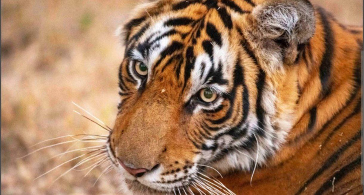 उत्तराखंड में बढ़ा मानव-वन्यजीव संघर्ष,भालू के बाद बाघ के हमले