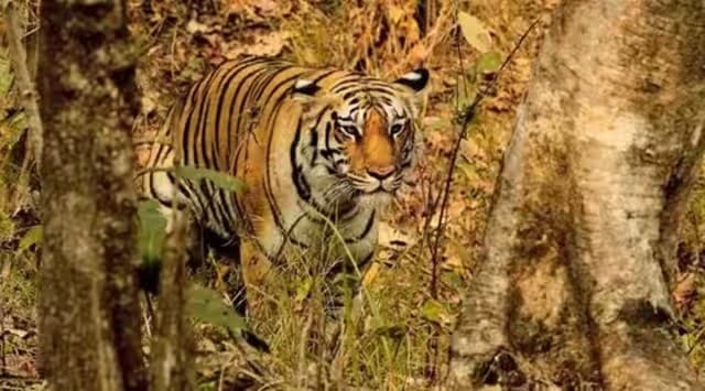 जश्न की जगह शोक: सल्ट क्षेत्र में बाघ के हमले