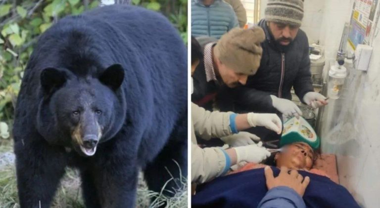 तीन भालुओं ने किया हमला, महिला गंभीर रूप से घायल;