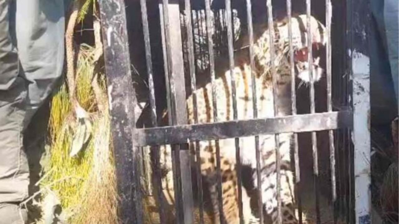 नैनीताल तीन हत्याओं के बाद टूटा खौफ का सिलसिला, गुलदार पकड़ा गया