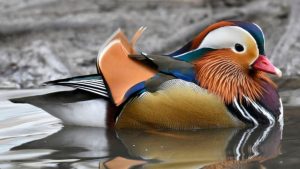 पक्षी प्रेमियों के लिए खुशखबरी, रामनगर में सुर्खाब पक्षियों की संख्या बढ़ी, कोसी बैराज में एशियन वाटरबर्ड सेंसस 2026 सफल