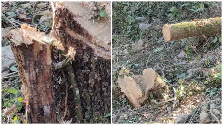 मसूरी में अवैध वृक्ष कटाई का मामला: वन विभाग ने