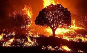 वनाग्नि से निपटने के लिए 550 फायर वाचर तैनात,184 आपदा