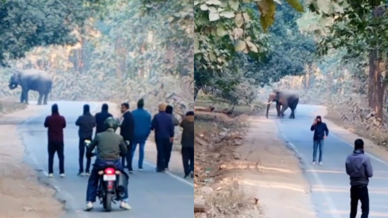 हाईवे बना जंगल का रास्ता! रामनगर में सड़क पर डटा हाथी, ठप रहा यातायात