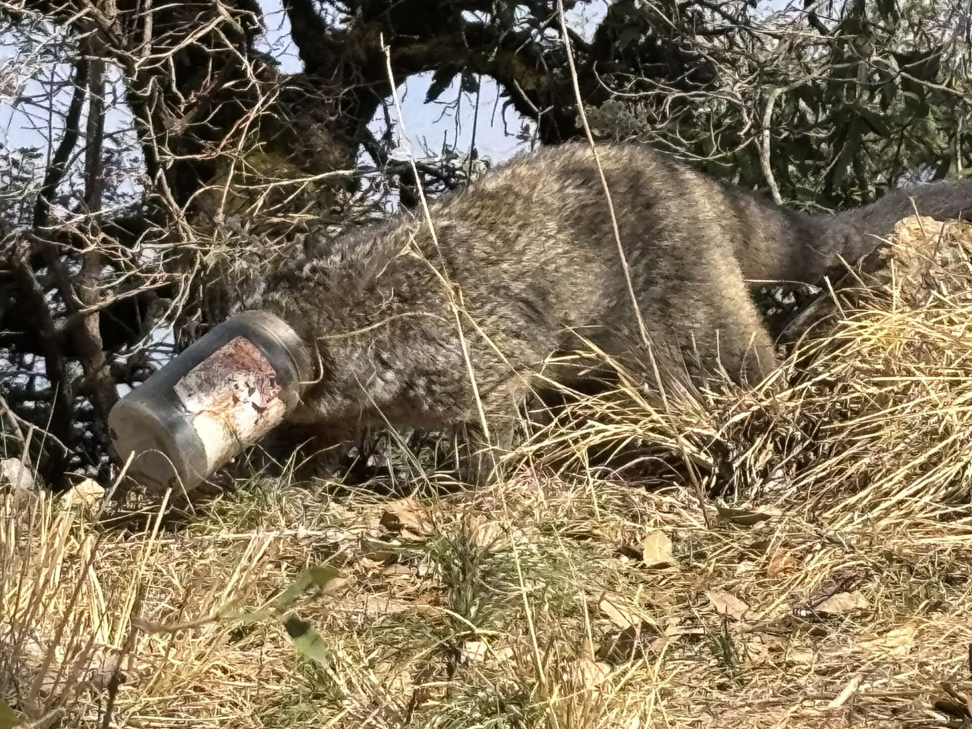 Himalayan Palm Civet trapped in plastic jar, Stephen Alter saves