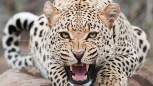 Nainital News: भीमताल में फिर मौत का कहर, जंगल में मिला बुजुर्ग महिला का शव, चौथी घटना से इलाके में दहशत