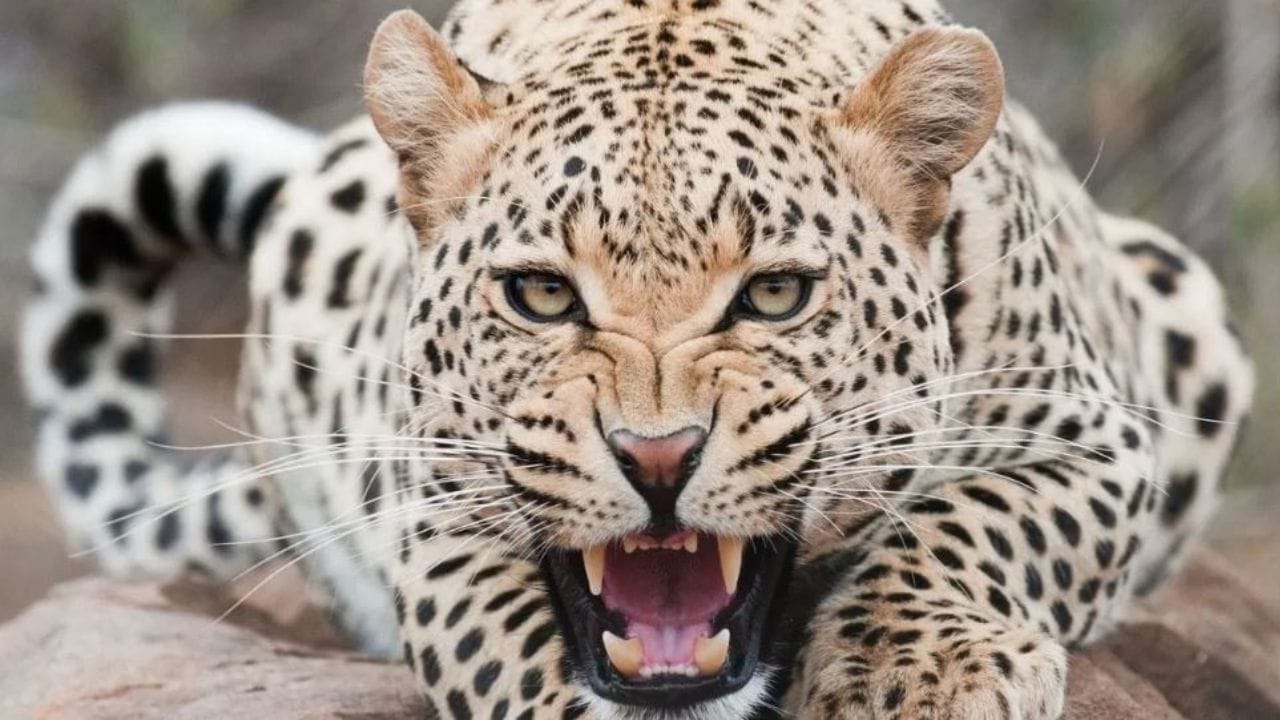 Nainital News: भीमताल में फिर मौत का कहर, जंगल में मिला बुजुर्ग महिला का शव, चौथी घटना से इलाके में दहशत