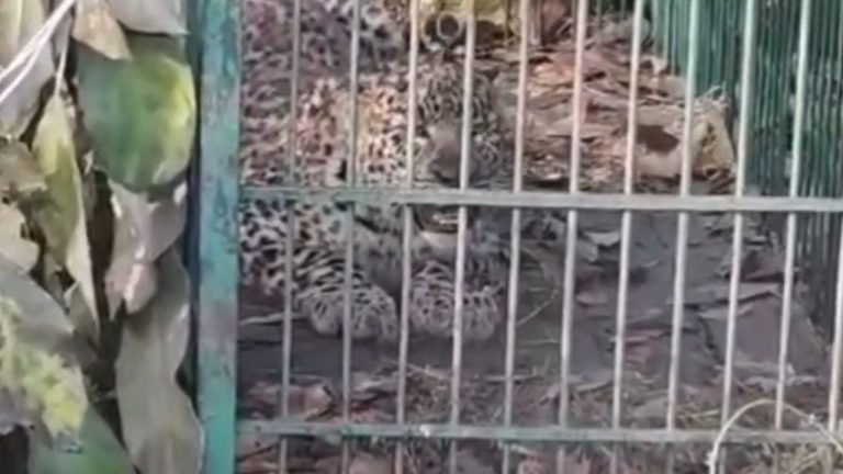 Ramnagar News: कई दिनों का खौफ, क्या अब मिली राहत? द्रोणासागर टीले पर पांचवां गुलदार पिंजरे में कैद