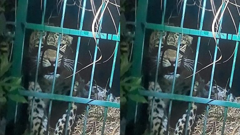 Rudraprayag News: दहशत के बीच मिली राहत की खबर, पिंजरे में कैद हुआ ये खूंखार जानवर