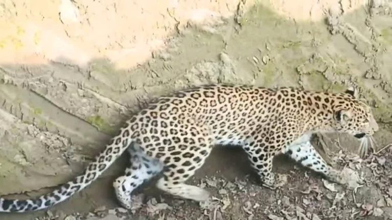 मां के हाथ से पांच साल के बच्चे को उठा