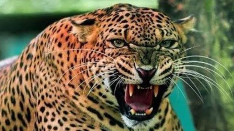 सिंद्रवाणी में गुलदार का कहर: मां के सामने से उठा ले गया मासूम, घटना के बाद फूट-फूट कर रोई मां