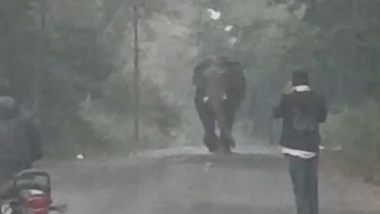 हाथी के सामने सेल्फी का शौक भारी पड़ा, देखते ही उड़ गए लोगों के होश