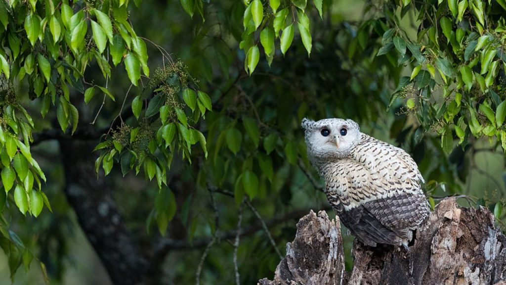‘जंगल का भूत’ फिर आया नजर, कॉर्बेट में कैमरे में कैद हुआ विशाल शिकारी उल्लू, पर्यटकों में बढ़ा उत्साह