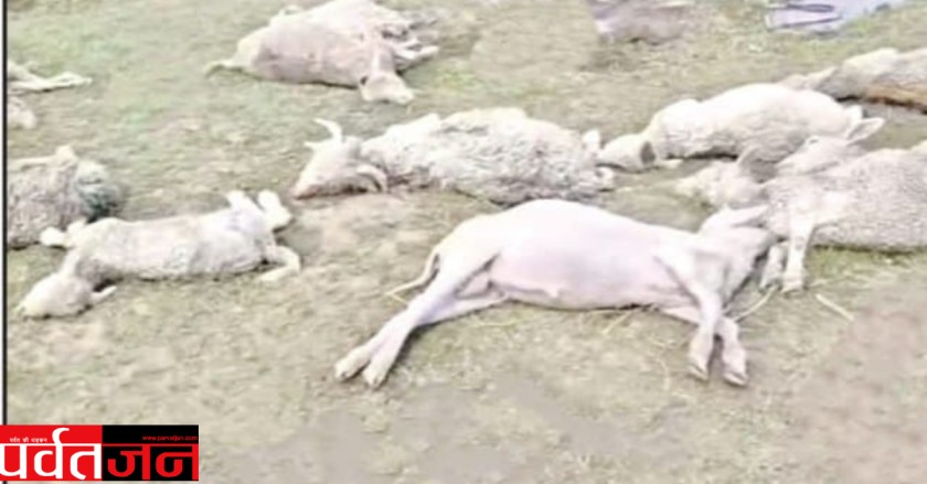 Uttarakhand News: आकाशीय बिजली का कहर । 12+ भेड़-बकरियों की