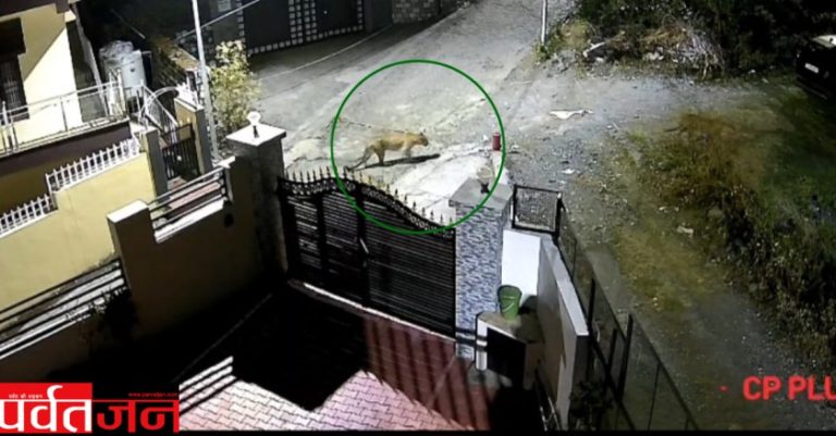 Uttarakhand News: यहां रिहायशी क्षेत्र में टहलते दिखे 2 गुलदार,